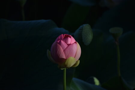 LOTUS ETANG DE FONTMERLE 2026, DSC_0074