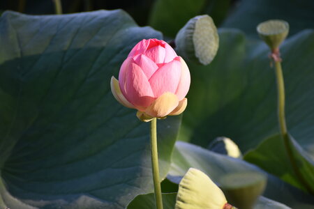 LOTUS ETANG DE FONTMERLE 2026, DSC_0075