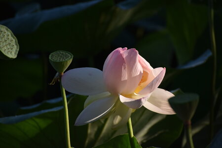 LOTUS ETANG DE FONTMERLE 2026, DSC_0077
