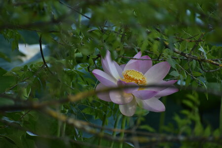 LOTUS ETANG DE FONTMERLE 2026, DSC_0078