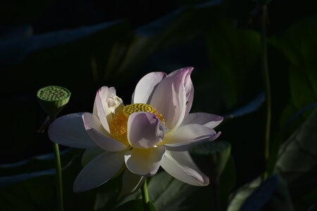 LOTUS ETANG DE FONTMERLE 2026, DSC_0079