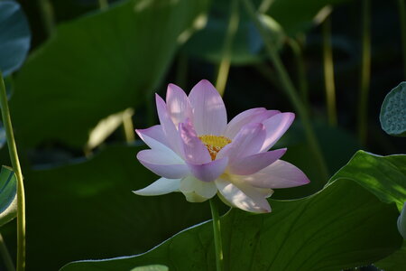 LOTUS ETANG DE FONTMERLE 2026, DSC_0080