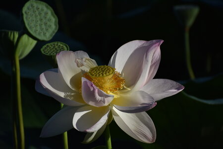 LOTUS ETANG DE FONTMERLE 2026, DSC_0081