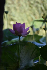 LOTUS ETANG DE FONTMERLE 2026, DSC_0082