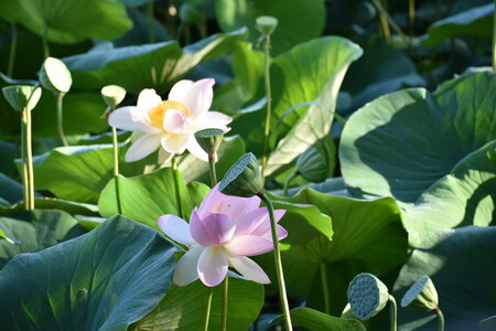 LOTUS ETANG DE FONTMERLE 2026, DSC_0083