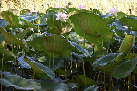 LOTUS ETANG DE FONTMERLE 2026, DSC_0088