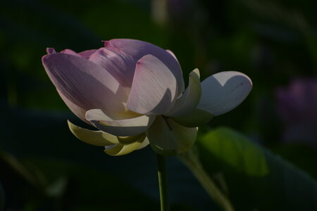 LOTUS ETANG DE FONTMERLE 2026, EVELYNE POESSON COTTO LOTUS  2 