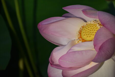 LOTUS ETANG DE FONTMERLE 2026, EVELYNE POESSON COTTO LOTUS  3 
