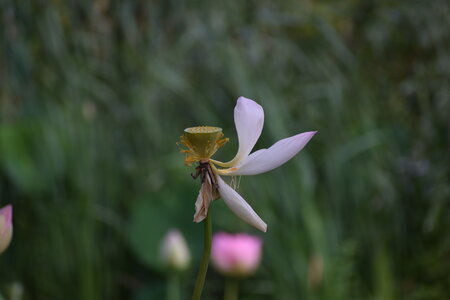LOTUS ETANG DE FONTMERLE 2026, EVELYNE POESSON COTTO LOTUS  4 