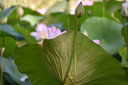 LOTUS ETANG DE FONTMERLE 2026, EVELYNE POESSON COTTO LOTUS  5 