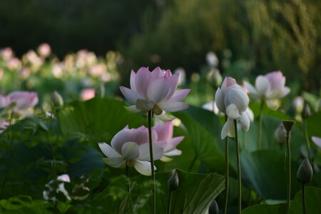 LOTUS ETANG DE FONTMERLE 2026, EVELYNE POESSON COTTO LOTUS