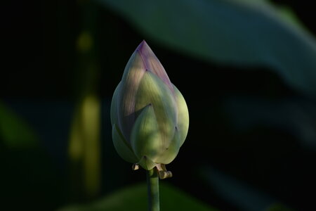 LOTUS ETANG DE FONTMERLE 2026, EVELYNE POESSON COTTO