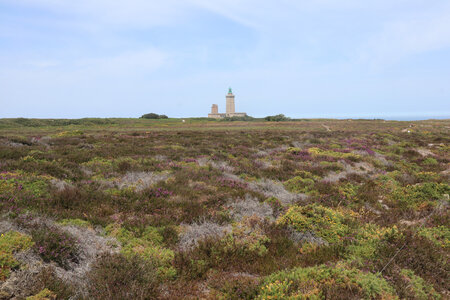 2026_06_21_ Trécelin - cap Fréhel - Sables d'Or les Pins, 2026_06_21_0473_La lande et le phare du cap Fréhel