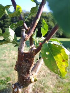 Kerminy Verger Social Club, IMG_20260711_095143411