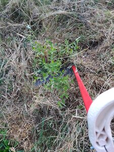 Kerminy Verger Social Club, IMG_20260711_085010446