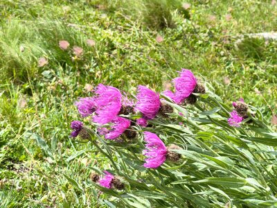 Monte Scaletta, Monte Scaletta roburent 2026-07-16  22 