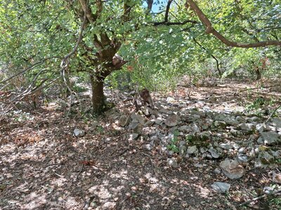 FORET des SINGES, 20260721_141918