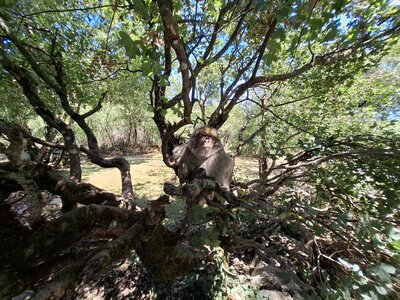 FORET des SINGES, 20260721_141631
