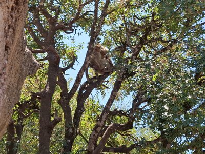 FORET des SINGES, 20260721_141041