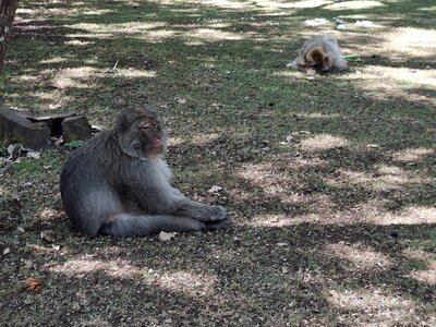 FORET des SINGES, 20260721_132102