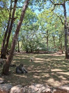 FORET des SINGES, 20260721_131943