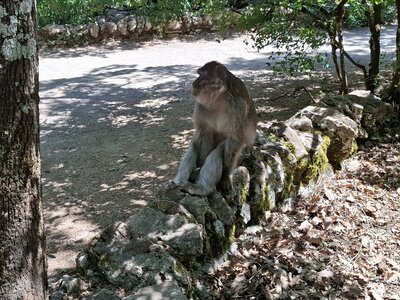 FORET des SINGES, 20260721_131636