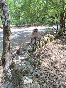 FORET des SINGES, 20260721_131622