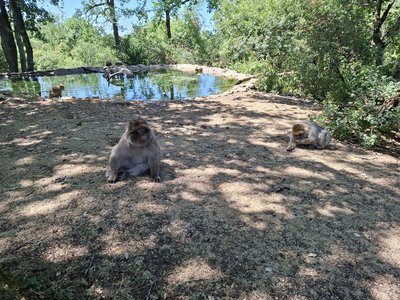 FORET des SINGES, 20260721_125944