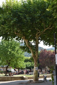 TRANSES CEVENOLES 2026, DSC_1432