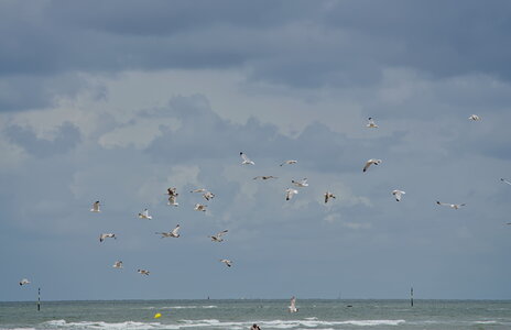 Dunkerque, _DSC8410_m