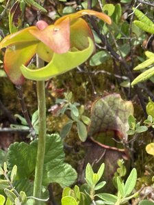 ALBUMFEUF, IMG_4885