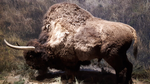 Blog été 2026, Bison laineux