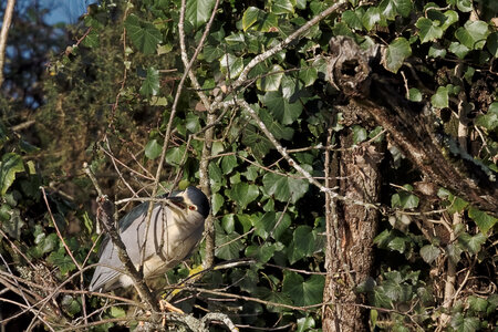 Réserve ornithologique du Teich, Bihoreau gris (Nycticorax nycticorax)