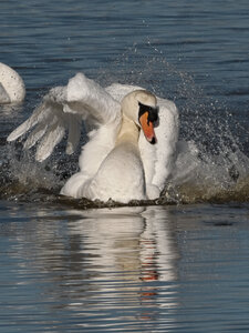 Réserve ornithologique du Teich, Cygne tuberculé (Cygnus olor)