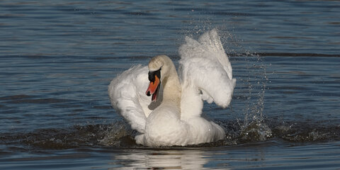 Réserve ornithologique du Teich, Cygne tuberculé (Cygnus olor)