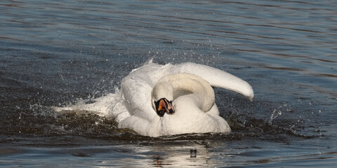 Réserve ornithologique du Teich, Cygne tuberculé (Cygnus olor)