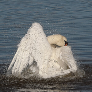 Réserve ornithologique du Teich, Cygne tuberculé (Cygnus olor)