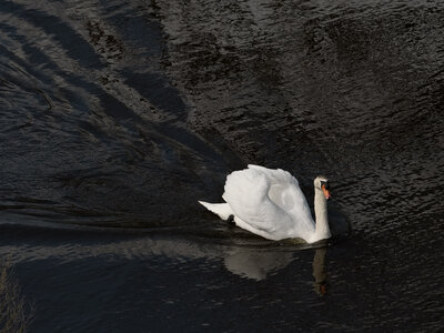 Réserve ornithologique du Teich, Cygne tuberculé (Cygnus olor)
