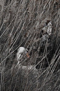 Réserve ornithologique du Teich, Cygne tuberculé (Cygnus olor)