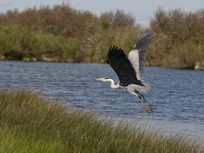 Réserve ornithologique du Teich, Héron cendré (Ardea cinerea)