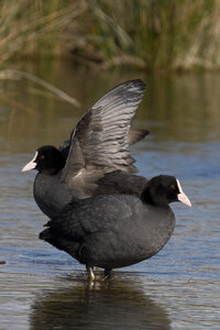 Réserve ornithologique du Teich, Foulque macroule (Fulica atra)
