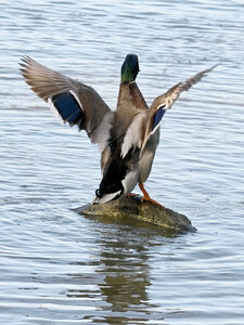 Réserve ornithologique du Teich, Canard colvert (Anas platyrhynchos) – Femelle
