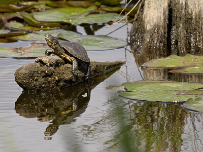Réserve ornithologique du Teich, Cistude d'Europe