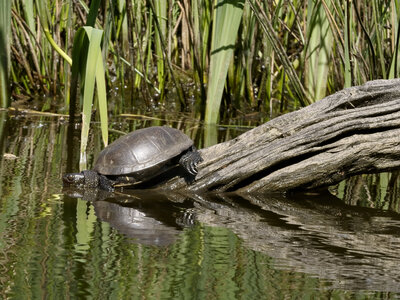 Réserve ornithologique du Teich, Cistude d'Europe