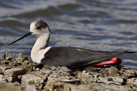 Réserve ornithologique du Teich, Échasse blanche (Himantopus himantopus) – Femelle