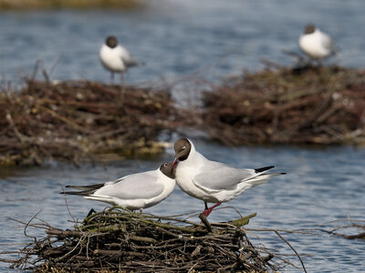 Réserve ornithologique du Teich, Mouette rieuse (Chroicocephalus ridibundus)
