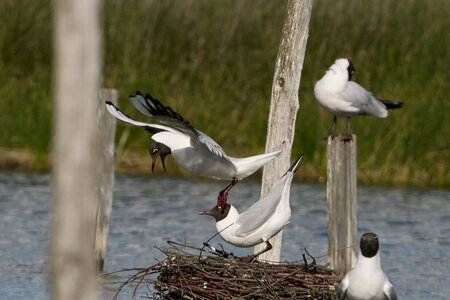 Réserve ornithologique du Teich, Mouette rieuse (Chroicocephalus ridibundus)