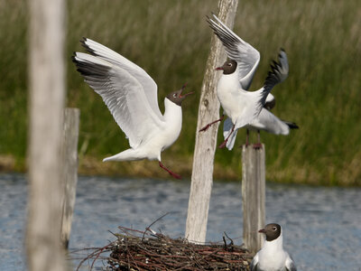 Réserve ornithologique du Teich, Mouette rieuse (Chroicocephalus ridibundus)