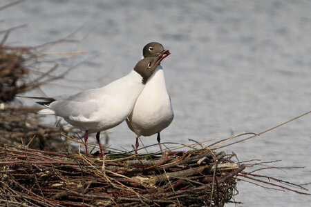 Réserve ornithologique du Teich, Mouette rieuse (Chroicocephalus ridibundus)