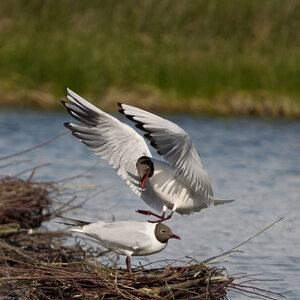 Réserve ornithologique du Teich, Mouette rieuse (Chroicocephalus ridibundus)
